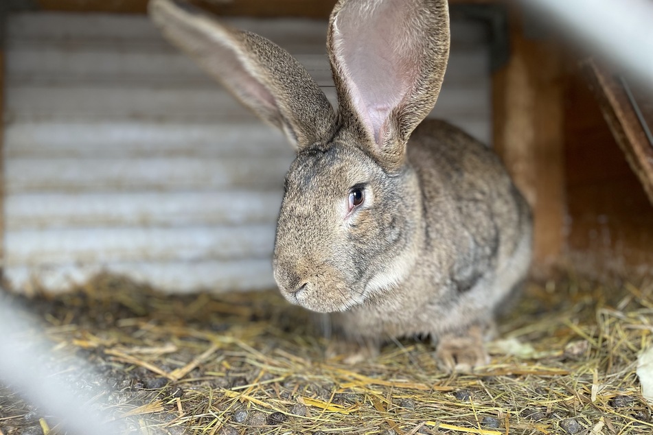 Bei der Kaninchenhaltung konnte das zuständige Veterinäramt den Angaben nach keine Verstöße feststellen.