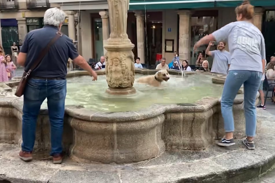 Dog jumps into fountain for a swim as owner has hilarious fail