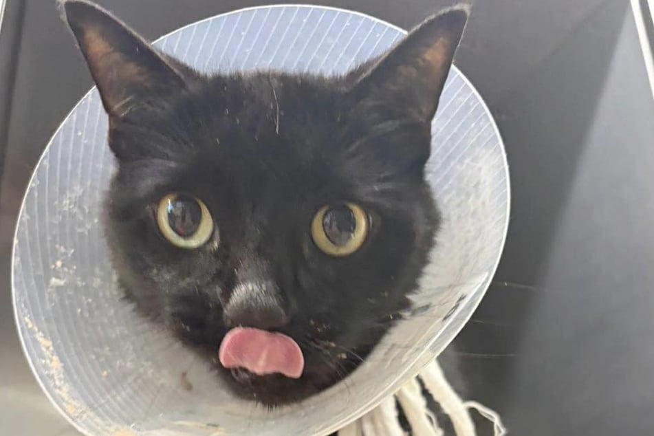 Midnite hat die Operation gut überstanden und kann sich jetzt erholen.