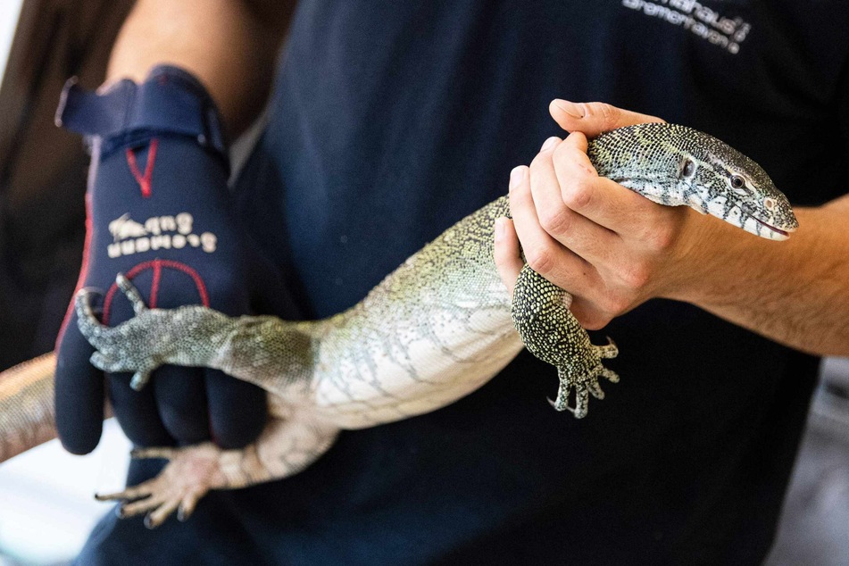 Tierpfleger findet ausgebüxten Waran in seinem Versteck