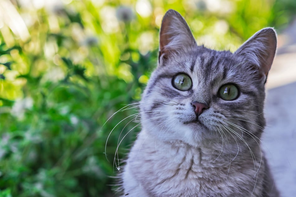 Nala ist nicht nur der beliebteste Katzenname, sondern auch der Name von Simbas Gefährtin in "König der Löwen".