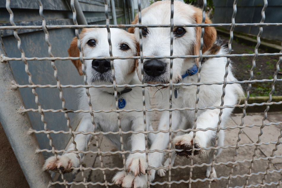 Tierschützer fordern Maßnahmen wie eine Sachkundeprüfung für künftige Hundehalter, um dem Problem entgegenzuwirken. (Symbolbild)