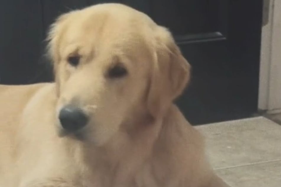 Golden Retriever Buley schaut der Fliege verträumt nach - und lässt reihenweise Herzen schmelzen.