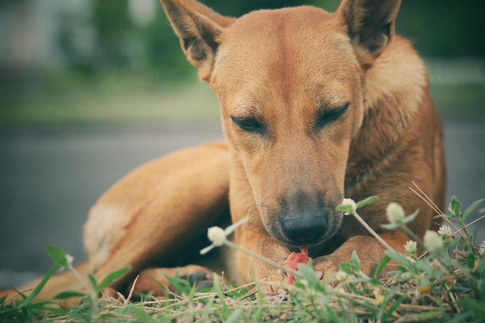 Hunde können sich in der Natur, beim Fressen oder bei Kontakt mit infizierten Tieren Würmer einfangen. (Symbolbild)