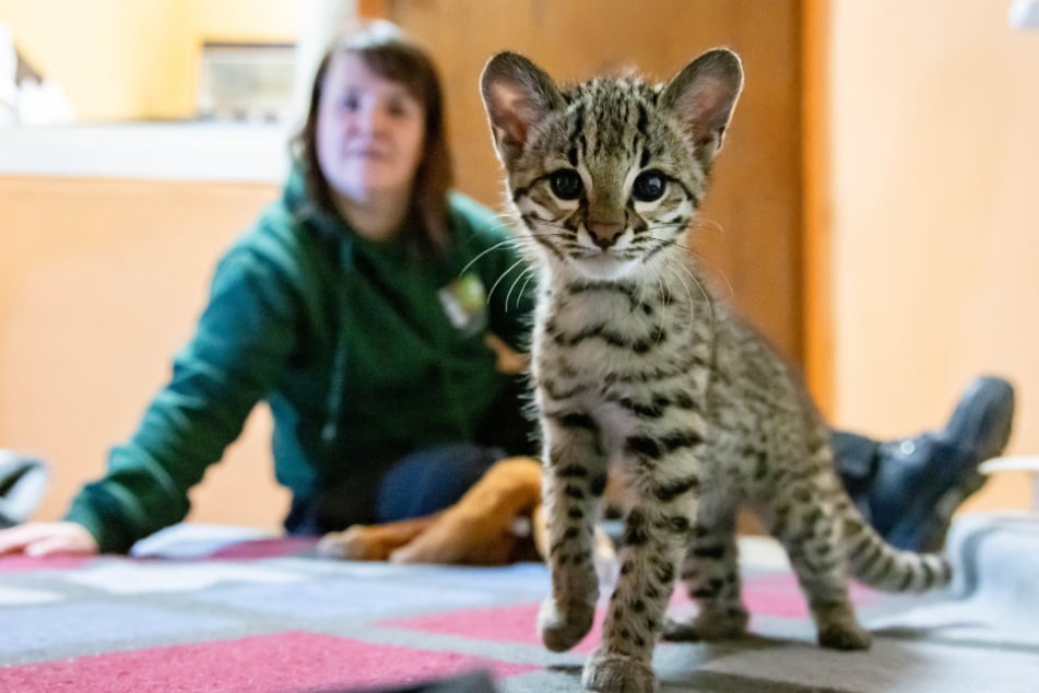 Beim Zoo der Minis kann man eine Tierpatenschaft übernehmen.