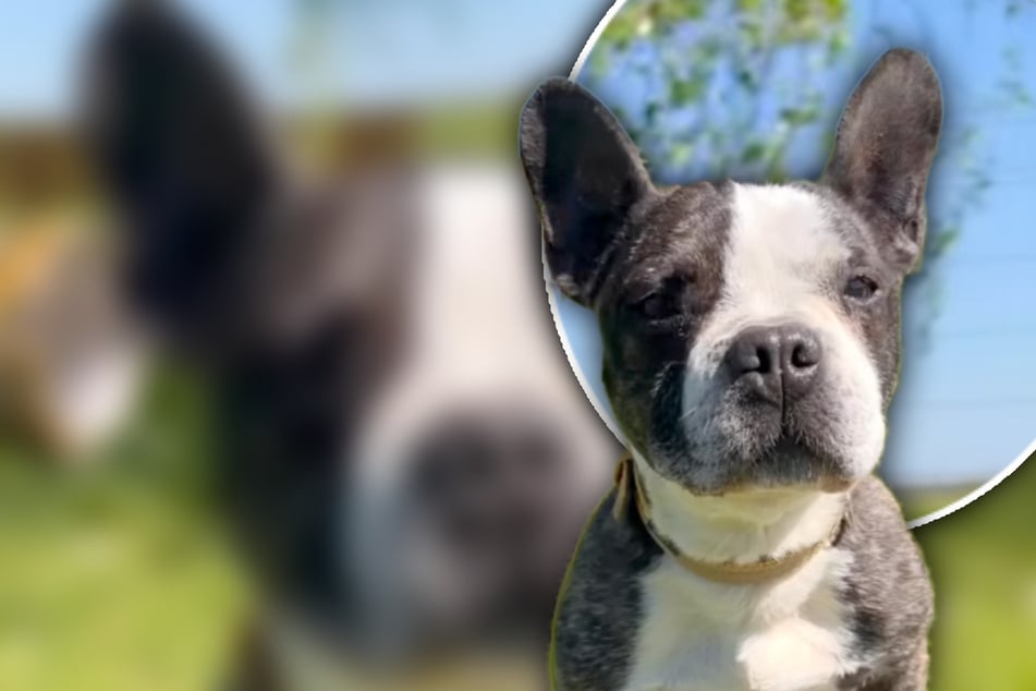 Nach fünf Jahren zurück im Tierheim: Darum hat Bruno ein Problem mit Kindern