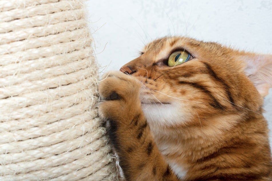 Wenn Du möchtest, dass Deine Katze nicht an der Tapete kratzt, solltest Du für ausreichende Kratzmöglichkeiten sorgen.