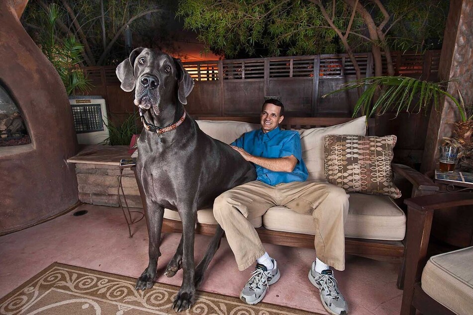 "Giant George" und sein Besitzer Dave Nasser teilen sich ein Sofa.