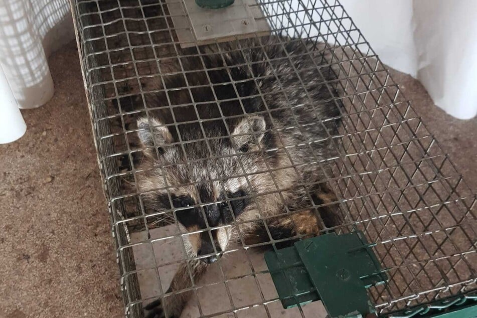 Hier sitzt ein Waschbär in der Falle.