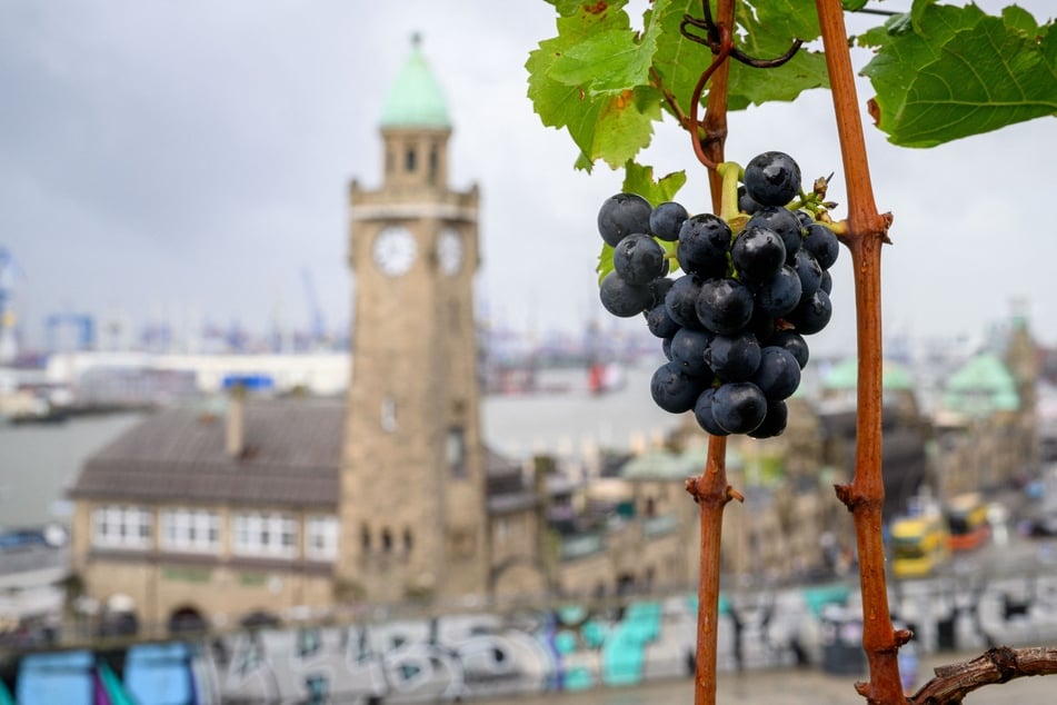 Hamburg: Weinlese am Hafen: Reichen die Trauben für eine Rotwein-Produktion?