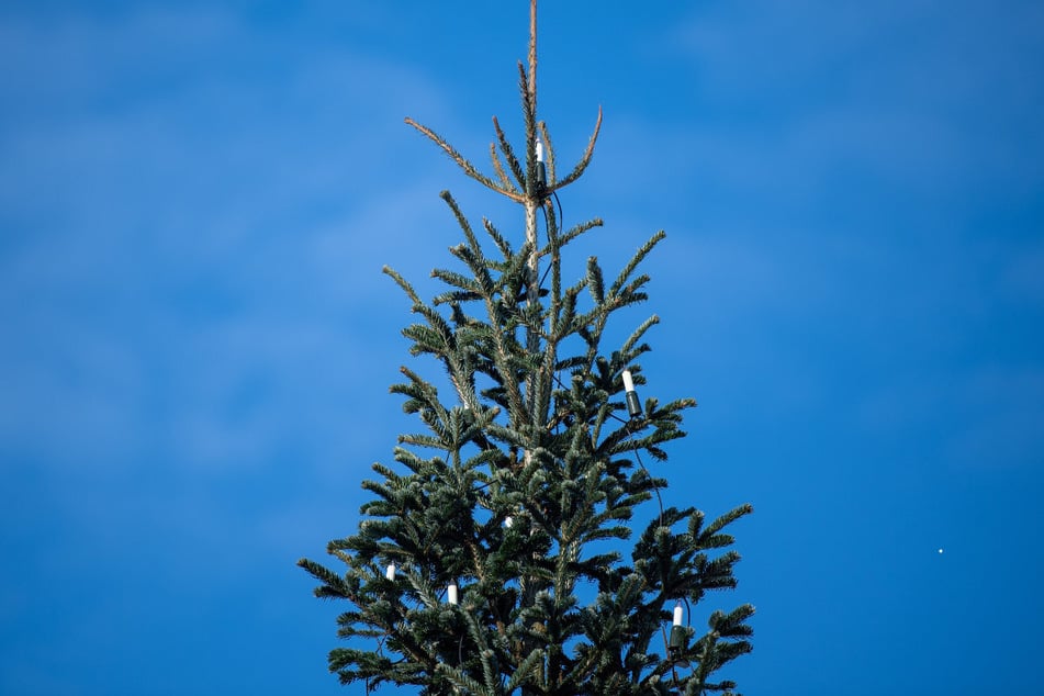 Bereits zum zweiten Mal in drei Jahren wurde im schwäbischen Landkreis Dillingen an der Donau ein Weihnachtsbaum umgesägt. (Symbolbild)