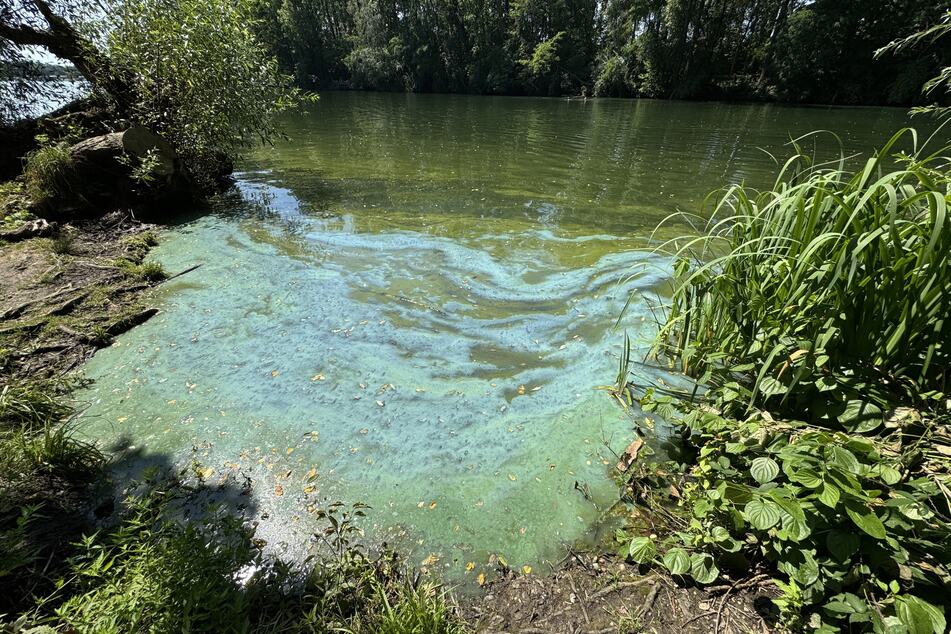 Blaualgen können zu Übelkeit, Erbrechen, Durchfall, Fieber, Atemnot oder Hautreizungen führen.