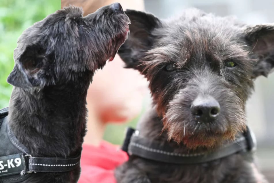 Hunde-Oma Britta braucht dringend einen Gnadenplatz, weil sie wohl nicht mehr lange zu leben hat