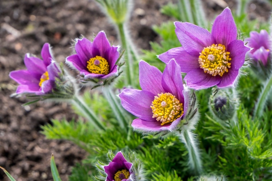 Die Wiesen-Küchenschelle, auch Kuhschelle genannt, ist stark gefährdet. Diese Blumen werden auch als Arzneimittel in der Homöopathie verwendet.