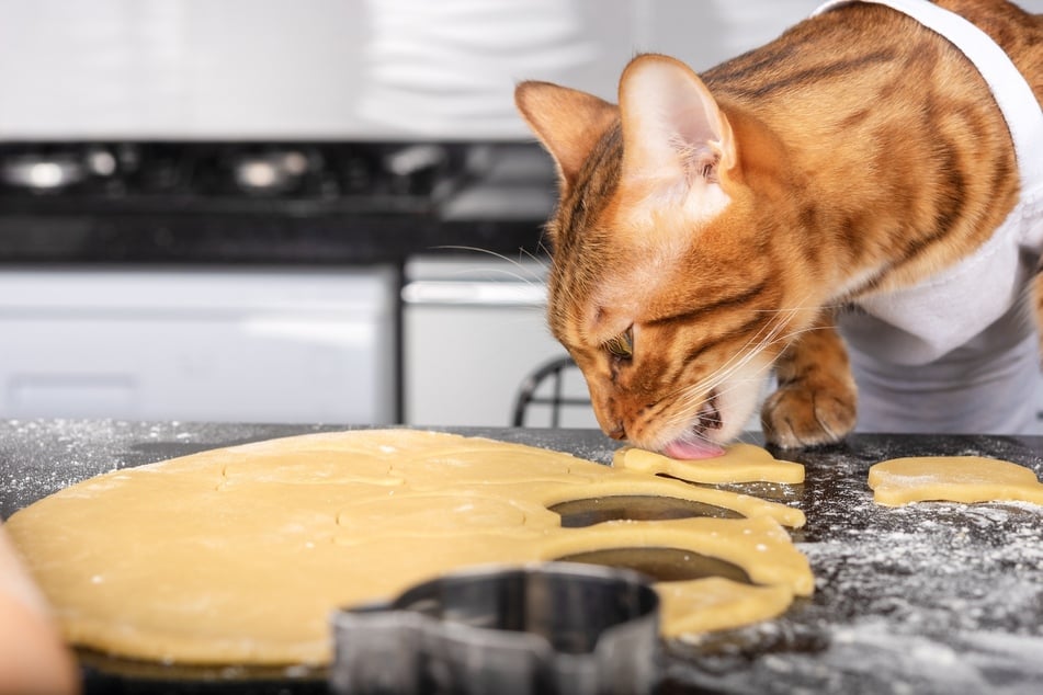 Katzen sollten nicht von Plätzchenteig mit Zimt naschen.