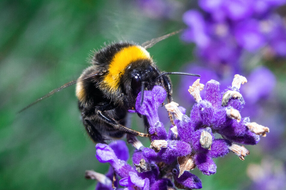 Bestäuberin in Aktion: Eine Hummel sammelt auf einer Lavendelpflanze Pollen.