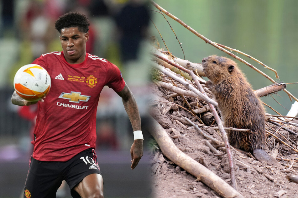 Bei einer Abstimmung beteiligten sich offenbar zahlreiche britische Fußball-Fans: Ein Biberjunges trägt daher nun den Namen des hier zu sehenden Fußballers.
