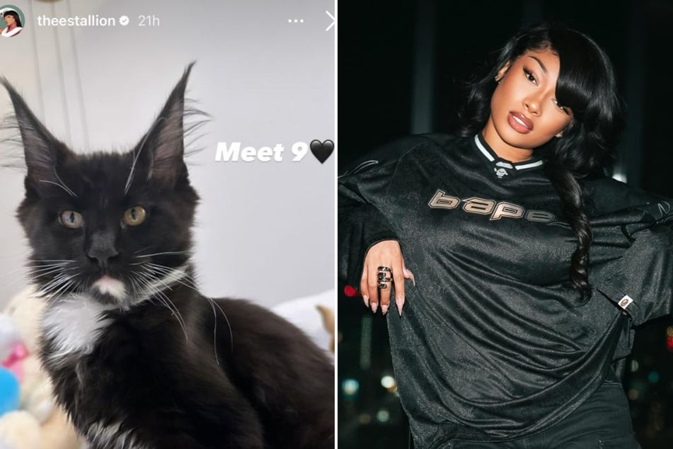 Megan Thee Stallion is no longer just a dog person. She's now got a cute black and white Maine Coon cat named 9!