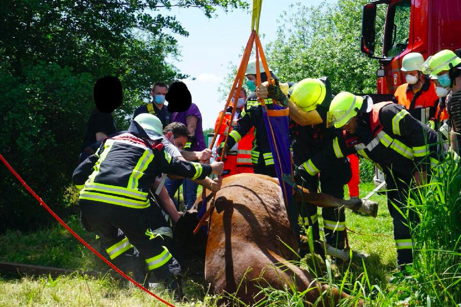 Pferd völlig hilflos: Feuerwehr gibt alles, um Tier zu retten