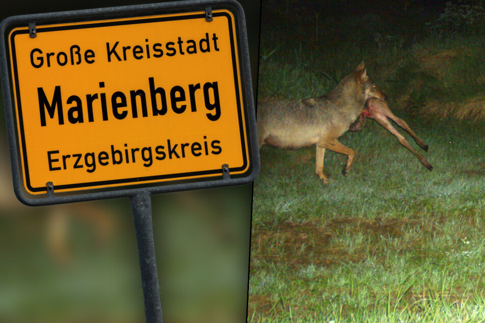 Jagdszenen bei Marienberg: Ist der Wolf längst im Erzgebirge heimisch?