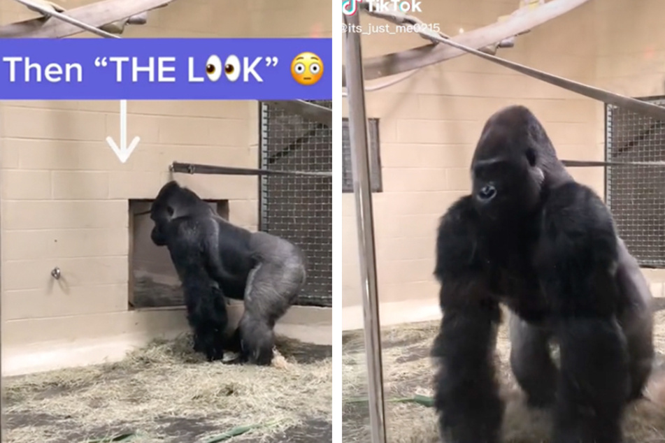 One TikToker caught a gorilla sliding into action at the Riverbanks Zoo in Columbia, South Carolina.