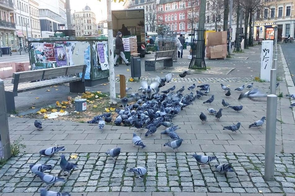Etliche Tauben tummeln sich am Lindenauer Markt. Viele fühlen sich davon gestört.