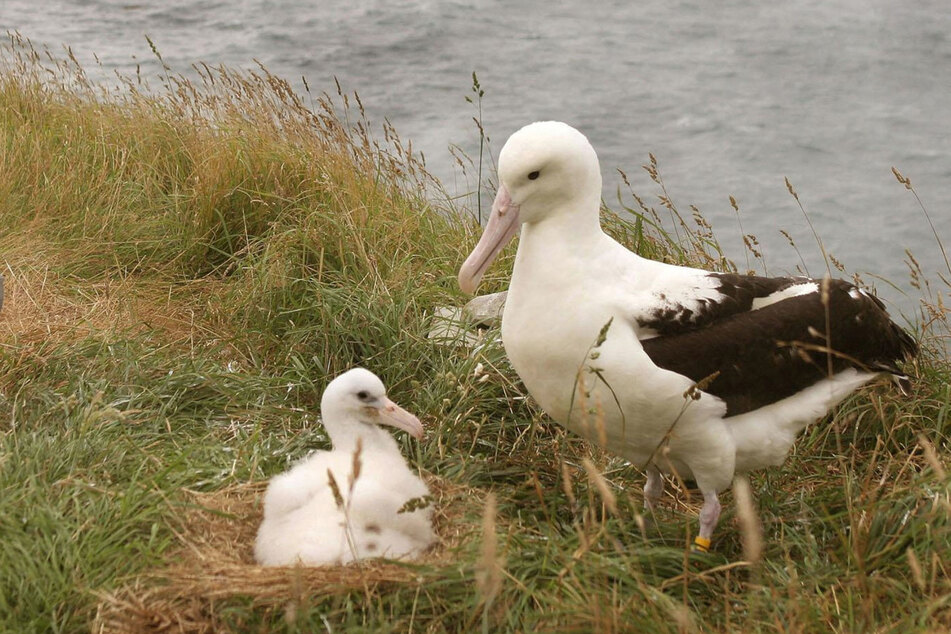 Jedes Albatros-Pärchen bekommt pro Brutsaison nur ein Junges.