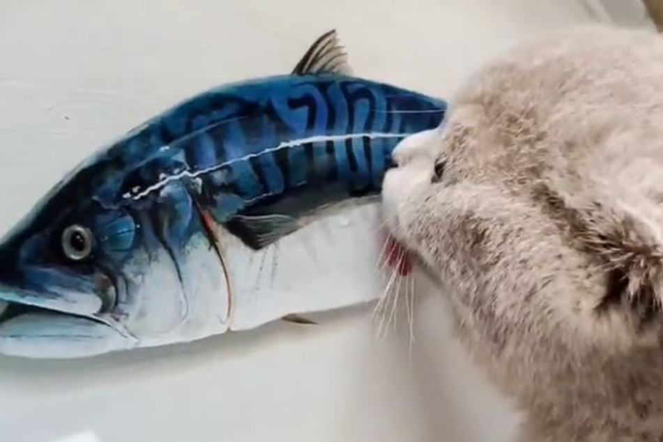 Katze Mai Mai macht Nägel mit Köpfen: Wenn sie den Fisch schon nicht fressen kann, dann wenigstens abschlecken...