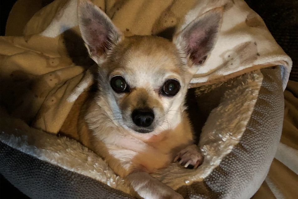 Chihuahuas can be yappy little guys, but they certainly live for a long time.