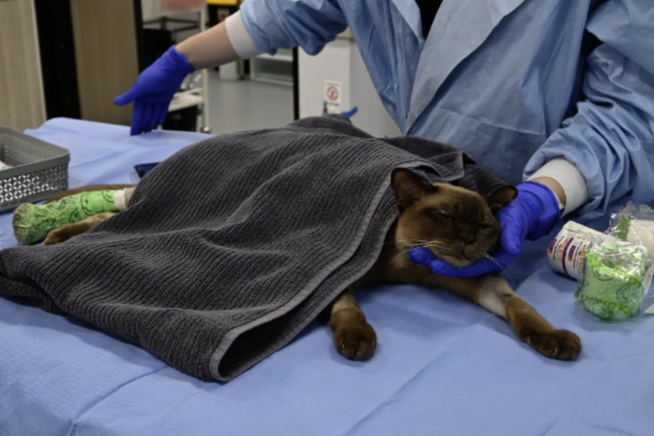 Dr. Ella Yarsley, die Ärztin, die sich um Kater Pablo sorgt, sagte selbst, dass Pablos Überleben an ein kleines Wunder grenzt. Mittlerweile muss er nur noch einmal in der Woche in die Tierklinik.