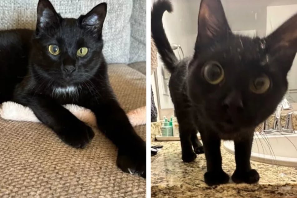 Wer sich die Augen der Katze genauer ansieht, erkennt den Unterschied.