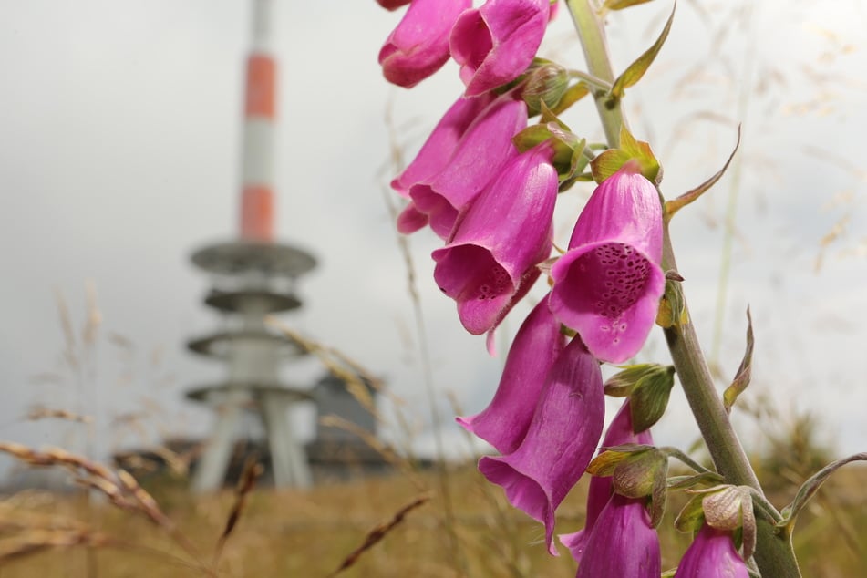 Der Rote Fingerhut ist giftig und sollte keinesfalls gegessen werden. (Symbolbild)