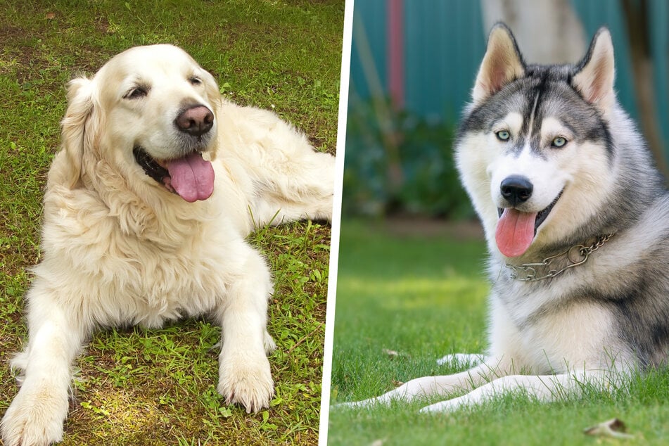 Golden Retriever und Husky zeugen Nachwuchs: Das Ergebnis kann sich sehen lassen