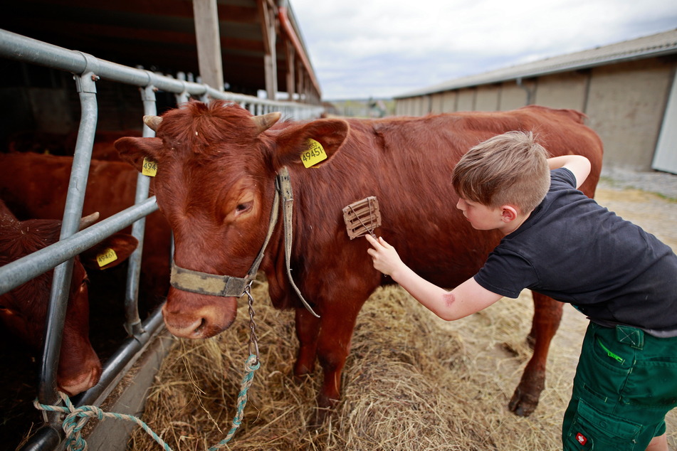 Schön bürsten für den Bundesjugendzüchterwettbewerb, an dem auch der achtjährige William aus Oberharz mit seiner Kuh Lorena teilnimmt.
