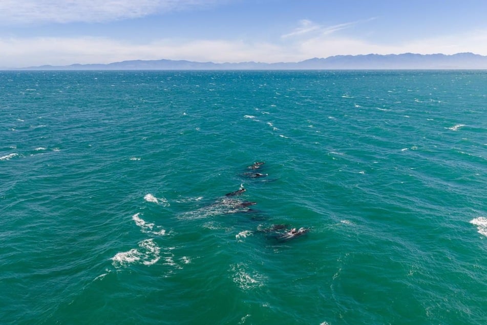 Wieder im Wasser! Hier ist die Rettung geglückt.