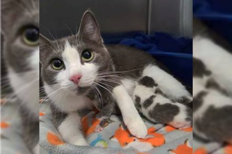 Viele der geretteten Katzen waren trächtig oder hatten bereits einen Wurf.