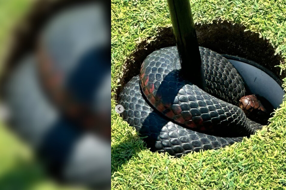 Gefährliche Überraschung: Giftschlange versteckt sich in Golfloch!