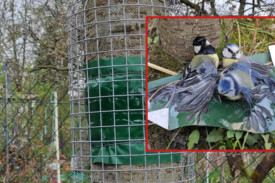 Tödliche Falle: So gefährlich sind Leimringe an Bäumen für Vögel