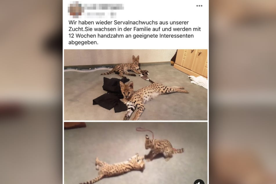 Diesen Facebook-Post sicherte Tierschützer Stefan Klippstein (39) und zeigte das Züchter-Ehepaar erneut an.