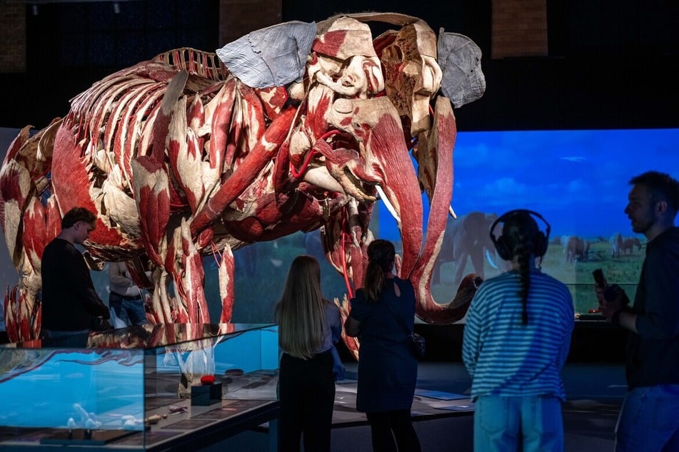 Über 100 tierische Exponate gibt es bei den "Körperwelten der Tiere" zu bestaunen.