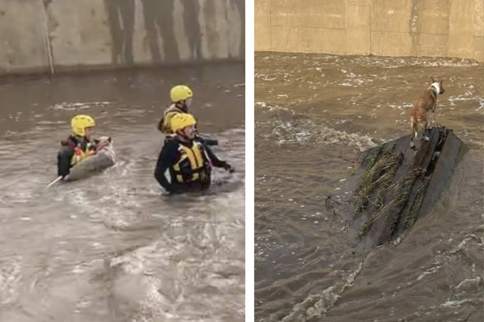 Eingeschlossen von Wassermassen: Zwei Hunde müssen aus reißendem Fluss gerettet werden!