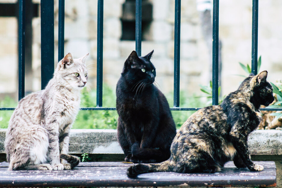 Streunende Katzen gehören auf Zyperns Straßen zum Alltagsbild. (Symbolbild)