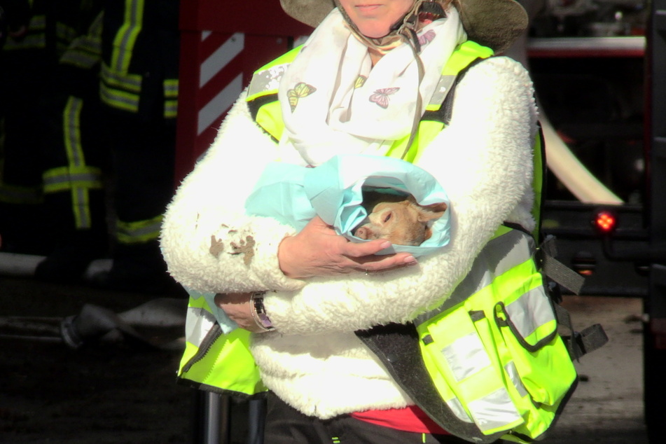 Drei Hunde starben bei dem Feuer.