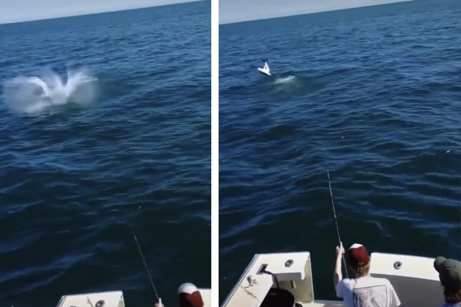 Shark on a boat: Video shows the moment this fishing trip took a wild turn