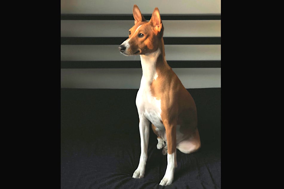 Basenjis are proud dogs that communicate very similar to wolves.