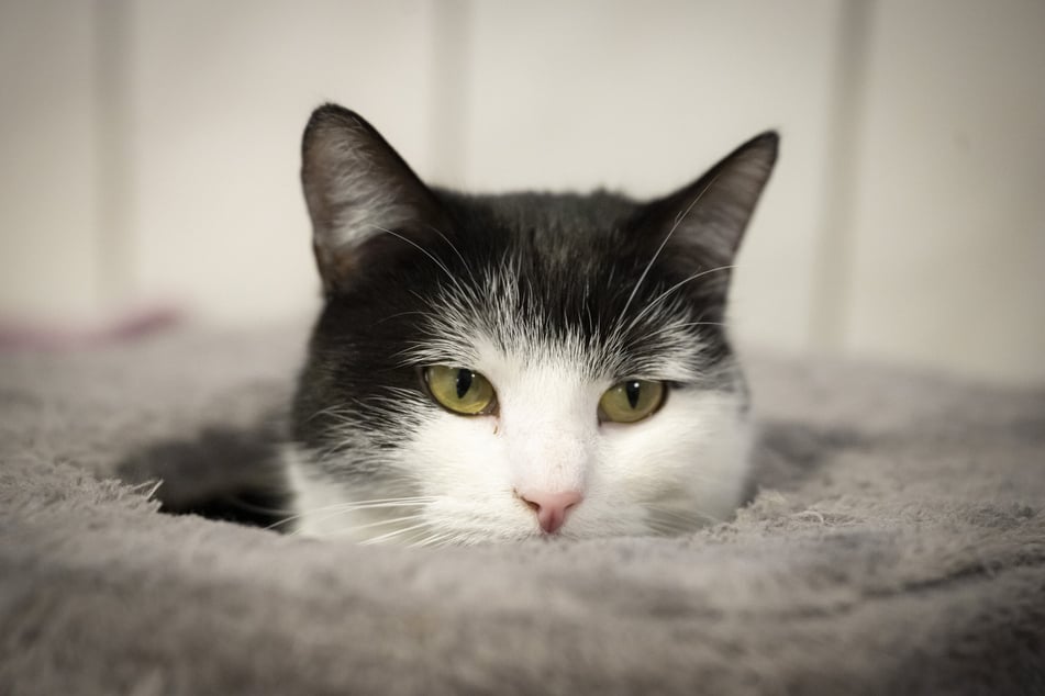 Die reiselustige Katze hat ein neues sicheres Zuhause in Schweden gefunden.