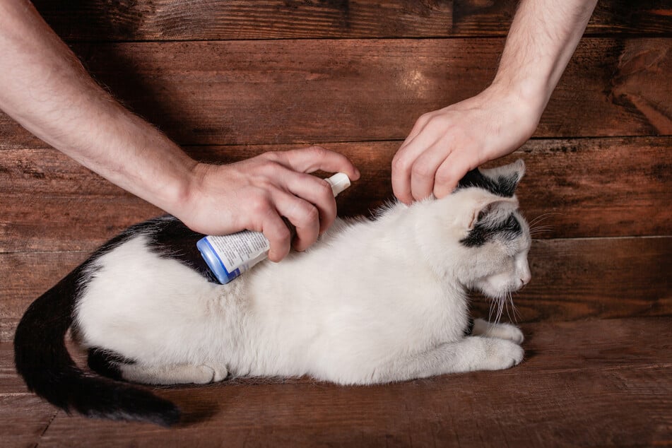 Die Puppen der Flöhe sind ziemlich unempfindlich gegenüber äußeren Einflüssen. Deshalb ist es durchaus möglich, dass sich eine Katze aufgrund einer unbehandelten Umgebung immer wieder neu ansteckt.