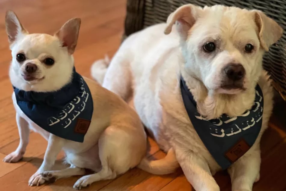 A 7-year-old Chihuahua cuddling up to his 18-year-old dog brother has touched many hearts online for the sad truth – the older one doesn't have much longer to live, and his best friend knows it.