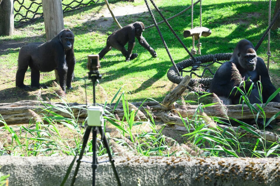 Wie bei Big Brother: Die Gorillas im Berliner Zoo werden im Außengehege ab sofort rund um die Uhr gefilmt.