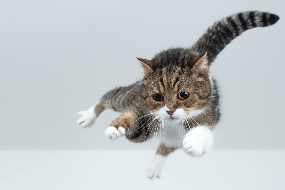 Im freien Fall richtet der Drehreflex den Körper der Katze so aus, dass sie fast immer auf ihren Beinen landet.